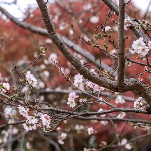紅葉,散歩,庭園,さくら 桜 サクラ,花いろいろの画像