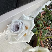 カフェオレ,バラ・ミニバラ,ばら バラ 薔薇の画像