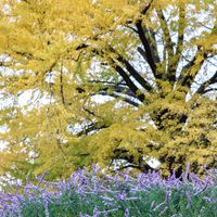 紅葉,銀杏,イチョウ,散歩,庭園の画像