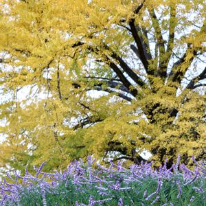 紅葉,銀杏,イチョウ,散歩,庭園の画像