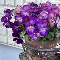 花のある暮らし,小さな庭,玄関アプローチの画像