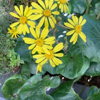 ツワブキの画像