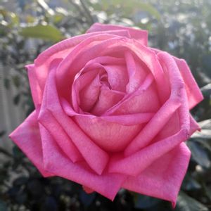 ウエディングベルズ,手作りの庭,バラ大好き,咲いてくれてありがとう❤,ばら バラ 薔薇の画像