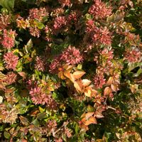 アベリアの画像