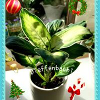 シクラメン,ディフェンバキア,シクラメン　プティ・ムーラン,クリスマス,観葉植物の画像