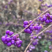 優しい気持ち,繋がりに感謝✨,今日も笑顔で♡,自然に感謝,平和を願う☆の画像