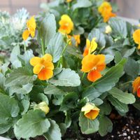 人参,小松菜,子持ち高菜,可愛らしいビオラ, 柱サボテン の画像