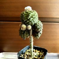 サボテン,コピアポア ヒポガエア,テフロカクタス ゲオメトリクス,グリーンのある暮らし,植物のある暮らしの画像