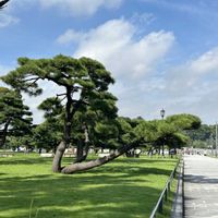 セントポーリア,ハボタン,マツ,マツ,皇居外苑。の画像