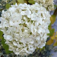 小さな庭,玄関アプローチの画像