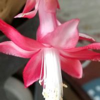 シャコバサボテン,ガーデニング,奥三河,東三河,新城市の画像