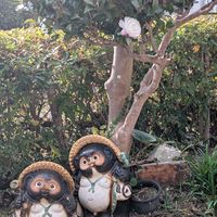 サザンカ,マツ,カボス,曼珠沙華の葉,信楽焼たぬきの画像