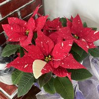ポインセチア,ポインセチア,2年目のポインセチア,優しい気持ち,happy♡の画像