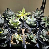 アガベ,室内管理の画像