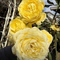 観葉植物,ガーデニング,薔薇♪,オープンガーデン,ばら バラ 薔薇の画像