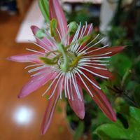 トケイソウ,時計草,時計草（パッションフルーツ）の画像