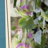 レースラベンダー,オレガノケントビューティ,ビオラ・パンジー,土曜日は紫の花,ガーデンシクラメン　ドラゴンの画像