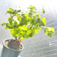 亀甲竜,多肉植物,塊根植物,コーデックス,塊根の画像