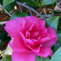 サザンカ,ハイビスカス,山茶花,オステオスペルマム,カタバミの画像