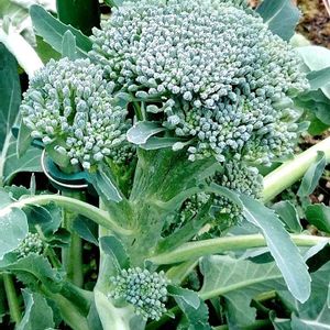 冬野菜,初めての栽培,暖かな日差し,ブロッコリースティックセニョール,成長記録⑤の画像