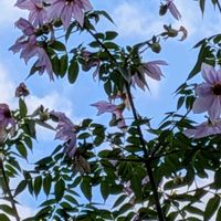 皇帝ダリア,マリーゴールド,ミニ葉牡丹,ウエストリンギア（オーストラリアンローズマリー）,ハボタン（葉牡丹）の画像