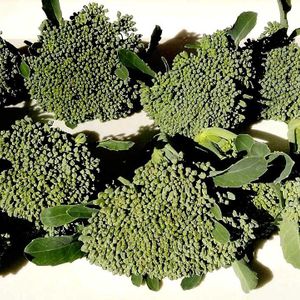 冬野菜,初めての栽培,暖かな日差し,ブロッコリースティックセニョール,家庭菜園の画像