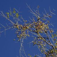 センダン,植栽,センダン科,東京都農林総合研究センター,われら樹木探検隊の画像