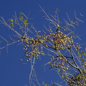 センダン,植栽,センダン科,東京都農林総合研究センター,われら樹木探検隊の画像