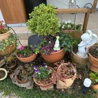 ナデシコ,ヒイラギ,ベゴニア,パンジー,アルテルナンテラの画像