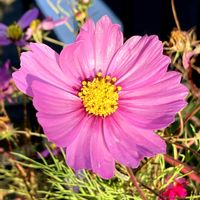 コスモス,コスモス,八重咲きコスモス,八重咲きコスモス,公園の画像