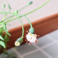 ドルフィンネックレス,多肉植物,多肉植物とサボテン,白い花,セネシオ属の画像