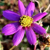 コスモス,コスモス,公園,鉢植え,花壇の画像