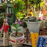 100均観葉植物,GSに感謝。,繋がりに感謝,ポジティブに行こう！！,クリスマス月間の画像