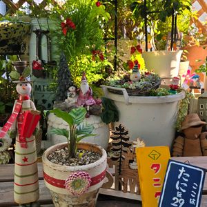 100均観葉植物,GSに感謝。,繋がりに感謝,ポジティブに行こう！！,クリスマス月間の画像