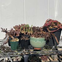 紅葉,ユーフォルビア属,オベサブロウ,ユーフォルビア飛竜,ユーフォルビア デカリーの画像