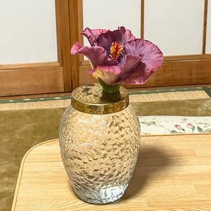 ハイビスカス,ハイビスカス  デニムブルー,コンテナガーデン,キュンキュン乙女倶楽部,青い花マニアの画像