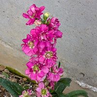 ストックの画像