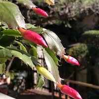 シクラメン,シクラメン,シャコバサボテン,ゲンノショウコ,シャコバサボテンに蕾の画像