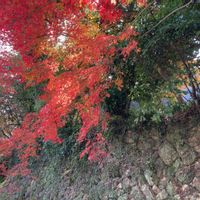 ツワブキ,紅葉（こうよう）,おでかけ先,長府庭園,山口県下関市の画像