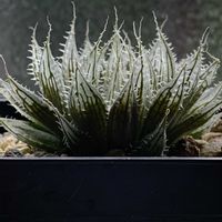 ハオルチア,Rラツム,Rラツム,ハオルチア ルファ,ハオルチア ルファの画像