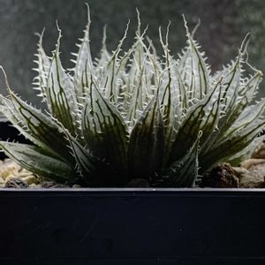 ハオルチア,Rラツム,Rラツム,ハオルチア ルファ,ハオルチア ルファの画像