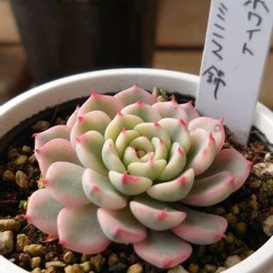 ホワイトミニマ錦,多肉植物,紅葉する多肉,多肉初心者,ベランダ多肉の画像