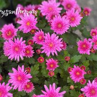 ポットマム,クリサンセマム,山茶花(さざんか）,可愛い,いつもありがとう♡の画像