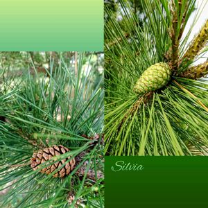 マツ,マツ,マツ,松ぼっくり,まつぼっくりの画像