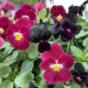 ビオラ,バコパ エンジェルリング,ビオレッタ,寄せ植え,ガーデニングの画像