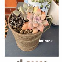 多肉植物,多肉植物の紅葉,タニラー,多肉女子,らり♪多肉の画像