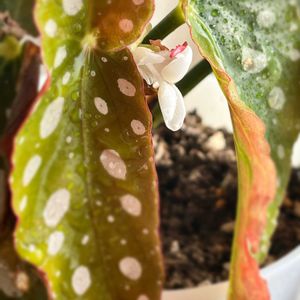 ベゴニア,ベゴニア マクラータ,観葉植物,成長記録の画像