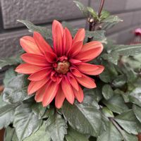 ダリア,玄関アプローチの画像