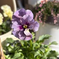 ビオラ,スーパーアリッサム・フロスティナイト,スーパーアリッサム・フロスティナイト,ビオラ　レディ,ビオラ　レディの画像