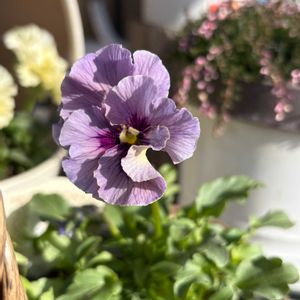 ビオラ,スーパーアリッサム・フロスティナイト,スーパーアリッサム・フロスティナイト,ビオラ　レディ,ビオラ　レディの画像